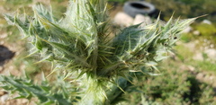 Onopordum palaestinum
