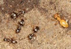 Lasius americanus