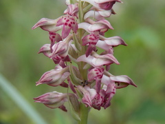 Anacamptis coriophora fragrans