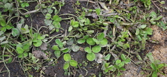 Trifolium repens