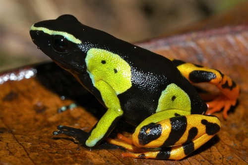 Baron's Mantella, Mantella baroni