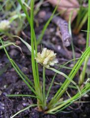 Cyperus michelianus