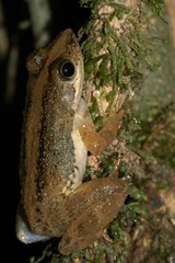 Mantidactylus