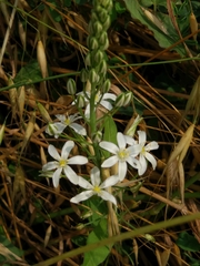 Ornithogalum pyramidale