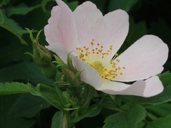 Rosa marginata