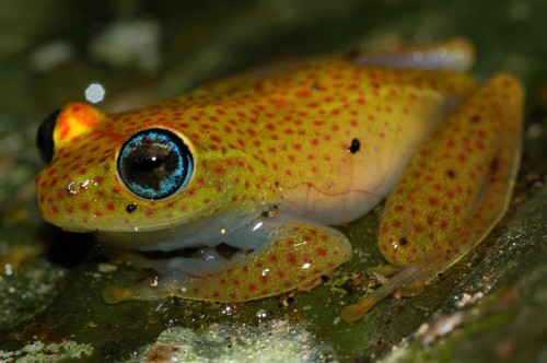 Boophis tasymena