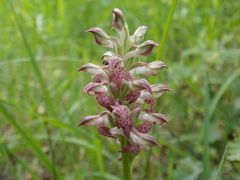 Anacamptis coriophora fragrans