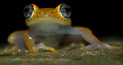 Boophis tasymena