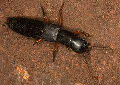 Dinothenarus badipes