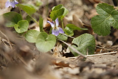 Viola ambigua