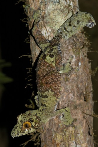 Mossy Leaf-tailed Gecko
