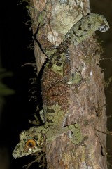 Lichenose Leaf-Tailed Gecko photo 3