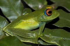 Boophis luteus