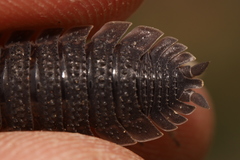 Porcellio echinatus