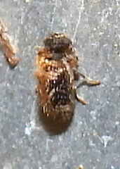 Ptinus texanus