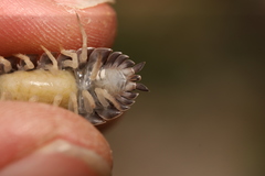 Porcellio echinatus