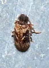 Ptinus texanus