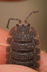Porcellio echinatus