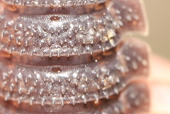 Porcellio echinatus