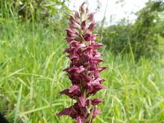 Anacamptis coriophora fragrans