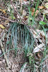 Liriope graminifolia