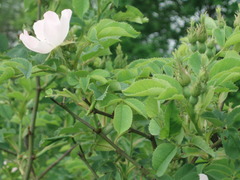 Rosa marginata