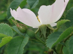 Rosa marginata