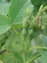 Rosa marginata