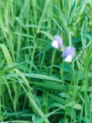 Lathyrus hirsutus