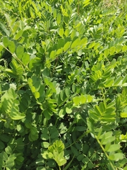 Astragalus glycyphyllos