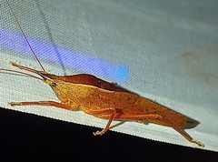 Pyrgocorypha rogersi