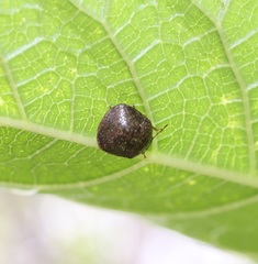 Megacopta punctatissima