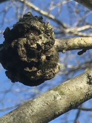 Callirhytis quercuscornigera