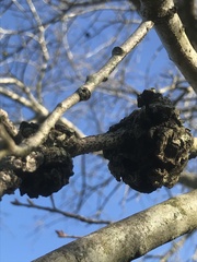 Callirhytis quercuscornigera