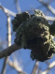 Callirhytis quercuscornigera