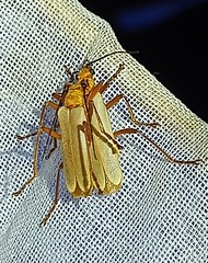 Chauliognathus cinguliventris