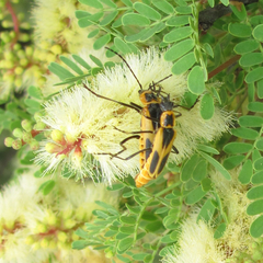 Chauliognathus scutellaris