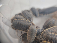 Trachelipus caucasius