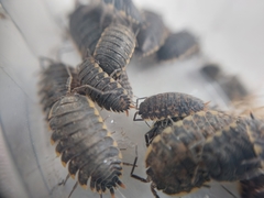 Trachelipus caucasius