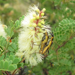 Chauliognathus scutellaris