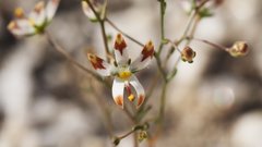 Nemacladus rubescens