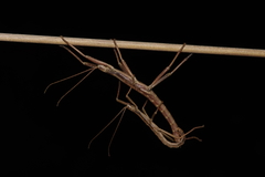 Anisomorpha ferruginea