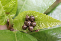 Megacopta punctatissima