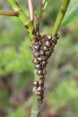 Megacopta punctatissima