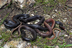Masticophis flagellum flagellum