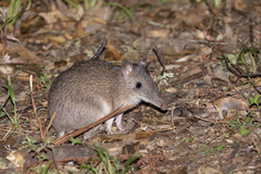 Long-Nosed Bandicoot photo 5