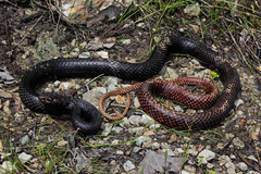 Masticophis flagellum flagellum