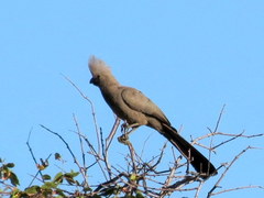 Corythaixoides concolor pallidiceps
