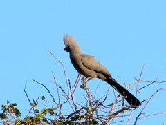 Corythaixoides concolor pallidiceps