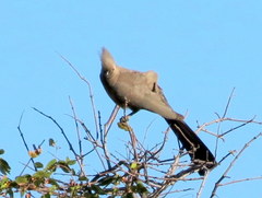 Corythaixoides concolor pallidiceps